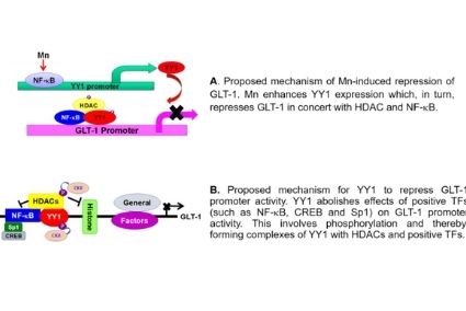 YY1 activation